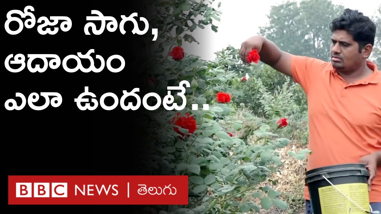 Divine Rose Farming: మూడు ఎకరాల్లో రోజా పూల సాగు, ఆదాయం ఎలా ఉందంటే.. | BBC Telugu