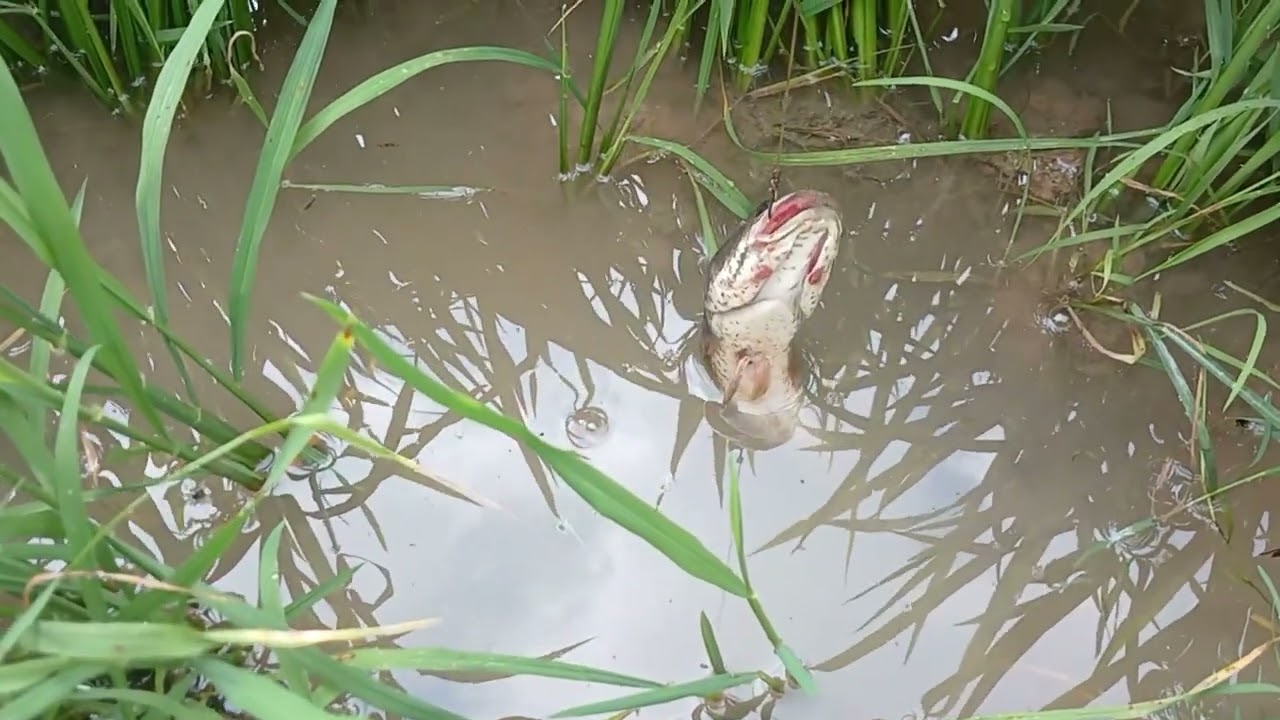 បង្កៃត្រីស្រែ
