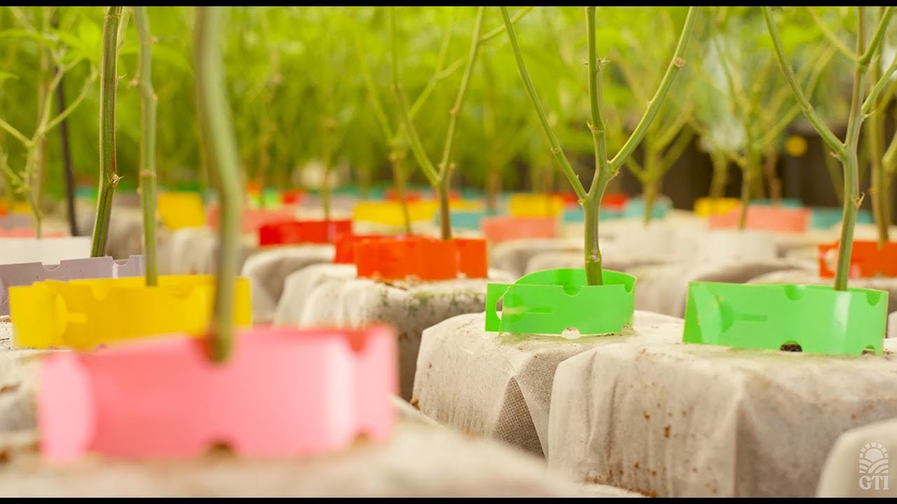 Green Thumb Cultivation Reel - Danville, PA