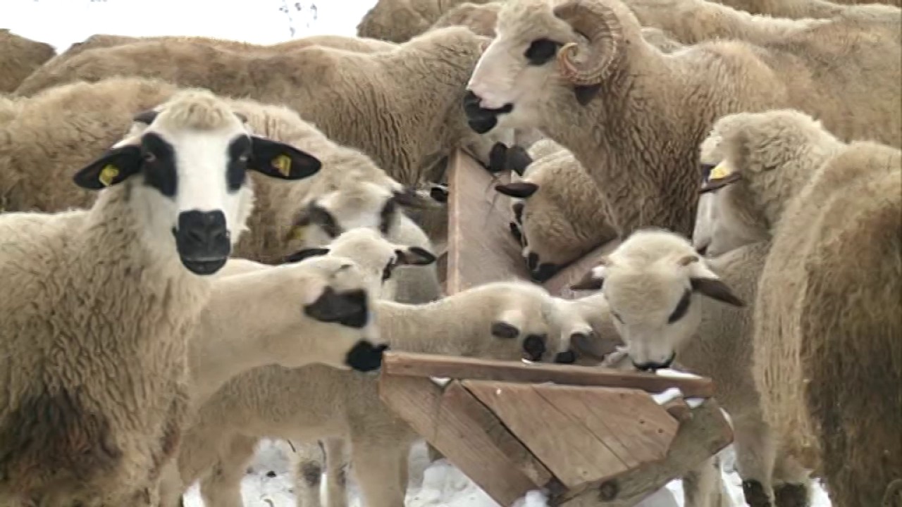 U posjeti Donjoj Pe&scaron;teri i gazdinstvu &Scaron;efćeta Selimovića iz sela Potreb