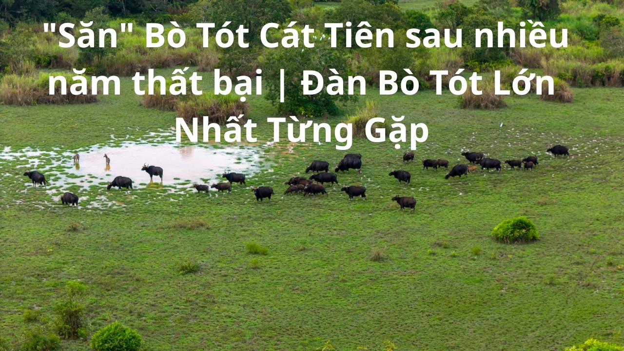 "Săn" Bò Tót Cát Tiên sau nhiều năm thất bại | Đàn Bò Tót Lớn Nhất Từng Gặp