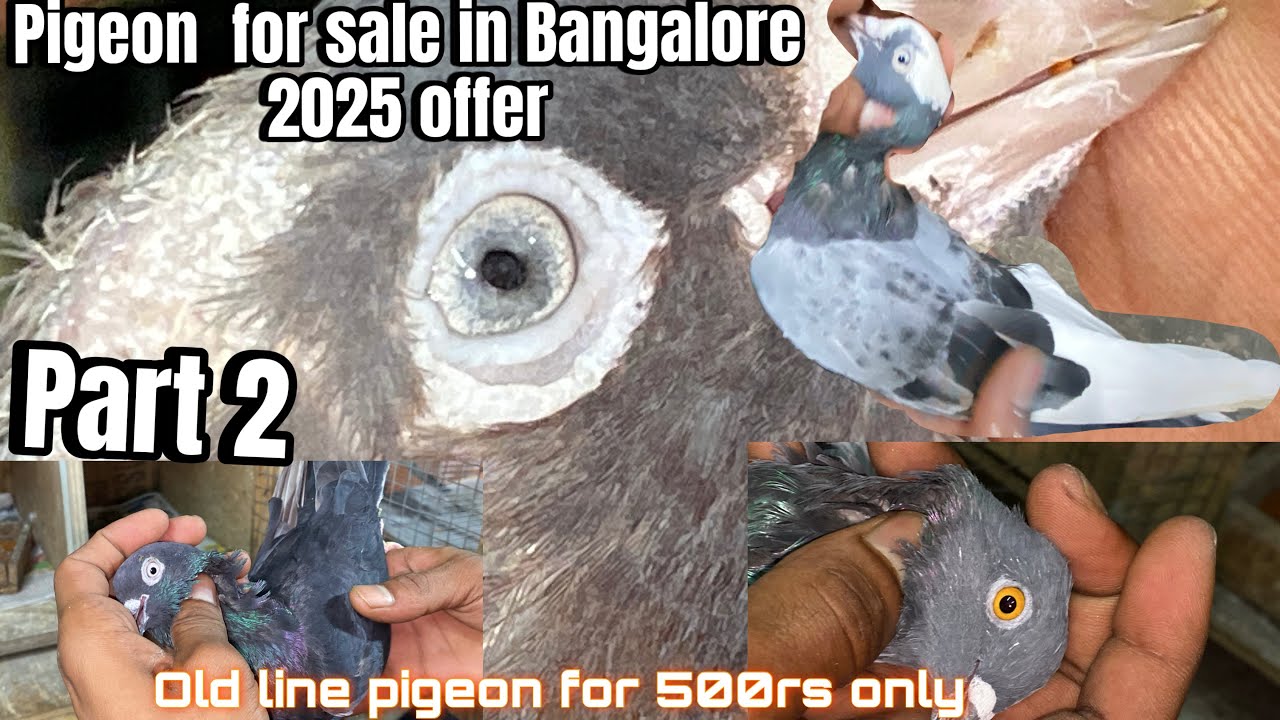 Old line pigeons for 500rs starting in Bangalore 2025 offer/👉98861 80207‬