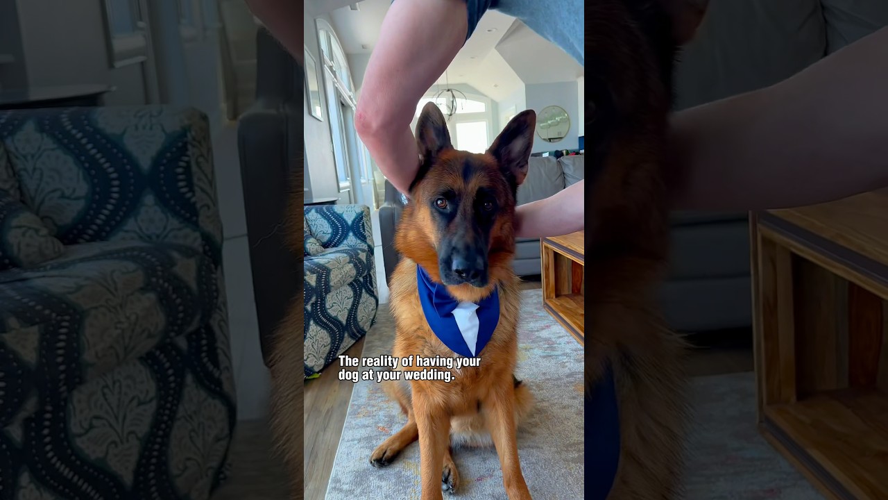 It&rsquo;s wedding season! Dax was the star of our vow renewal last summer. #germanshepherd #dog