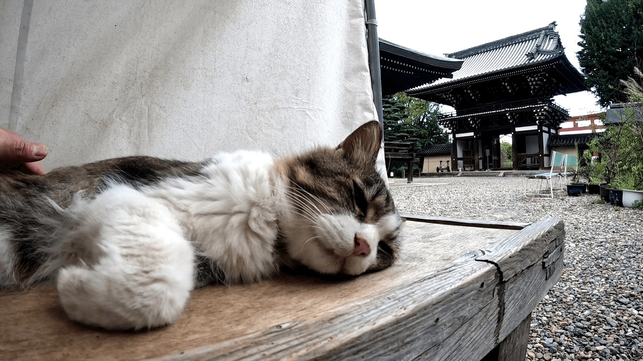 梅宮大社　境内にあるテントの中を覗いてみたら猫神主たちがベンチの上でアザラシみたいに寝転がっていた