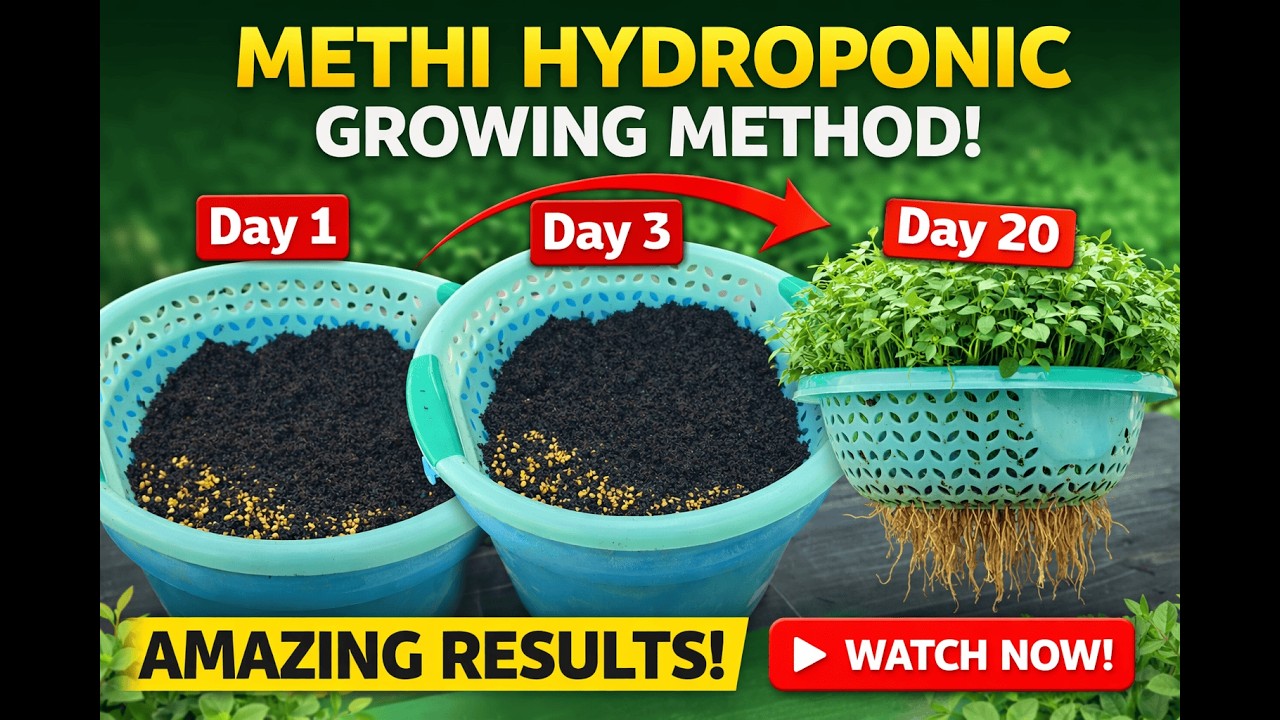 Grow fenugreek (Methi) Hydroponically at Home | Day 1, Day 3 & Day 20 Results (No Soil Method!)