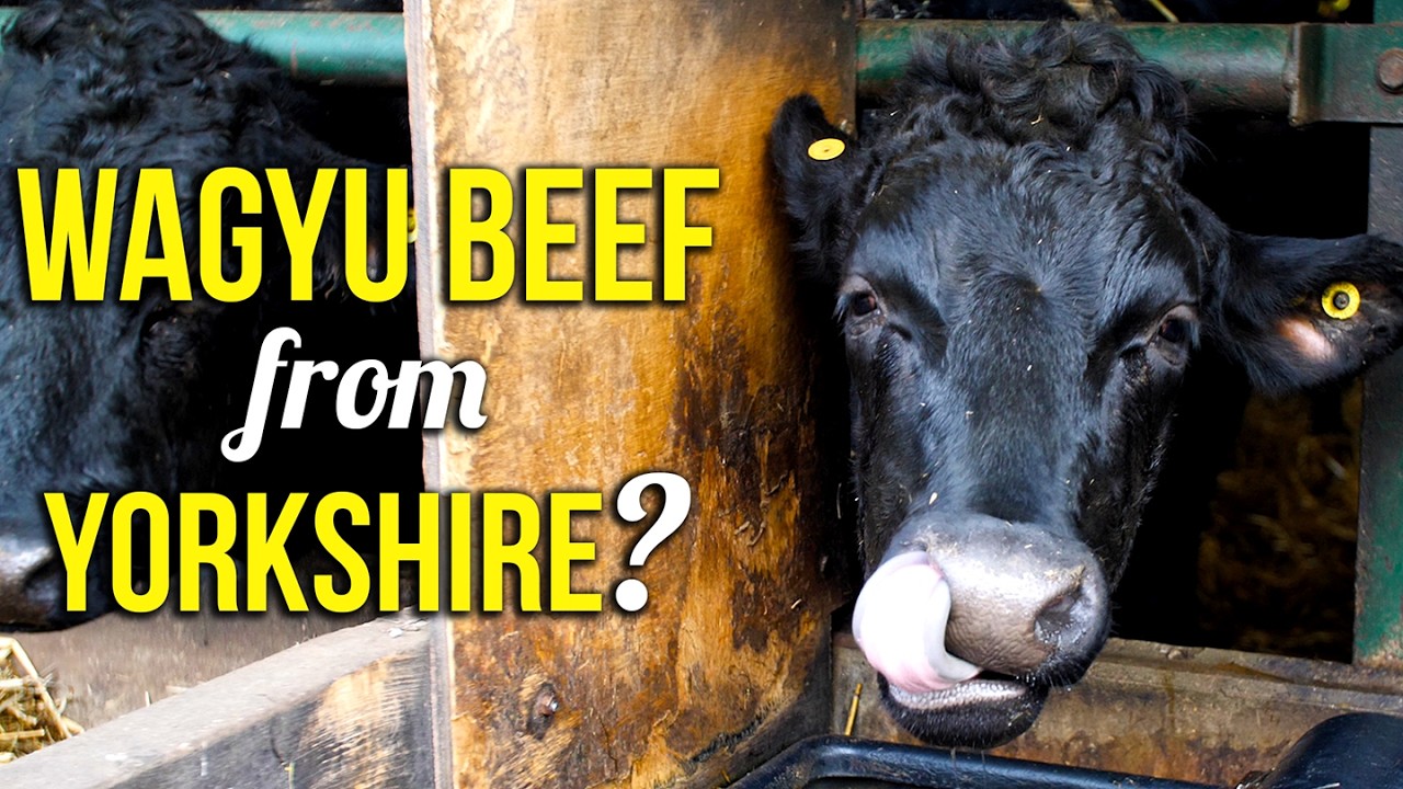 Is Yorkshire Home To The Best Beef In The World? Explore Wagyu Cattle Farming!