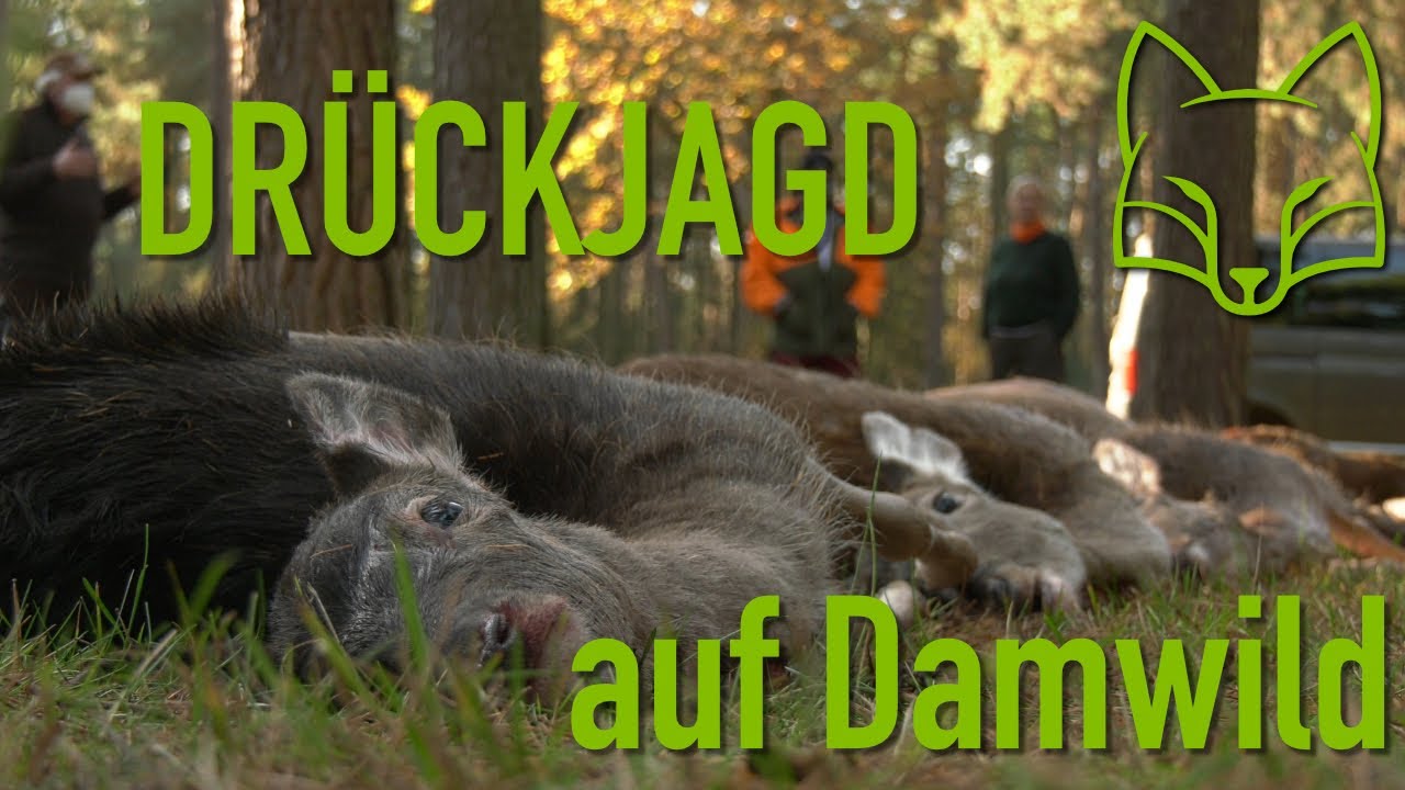 Dr&uuml;ckjagd auf Damwild