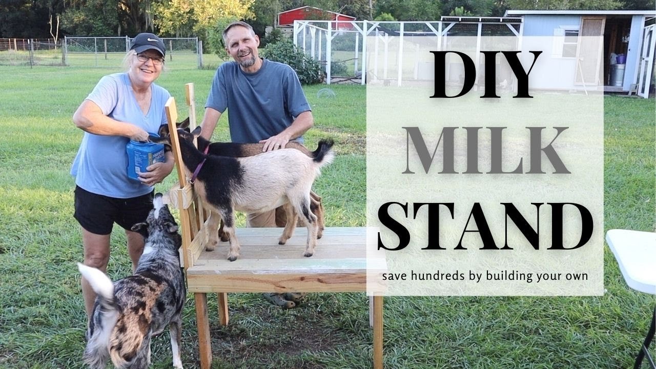 DIY MILK STAND FOR YOUR GOATS. Save Hundreds by Building Your Own!