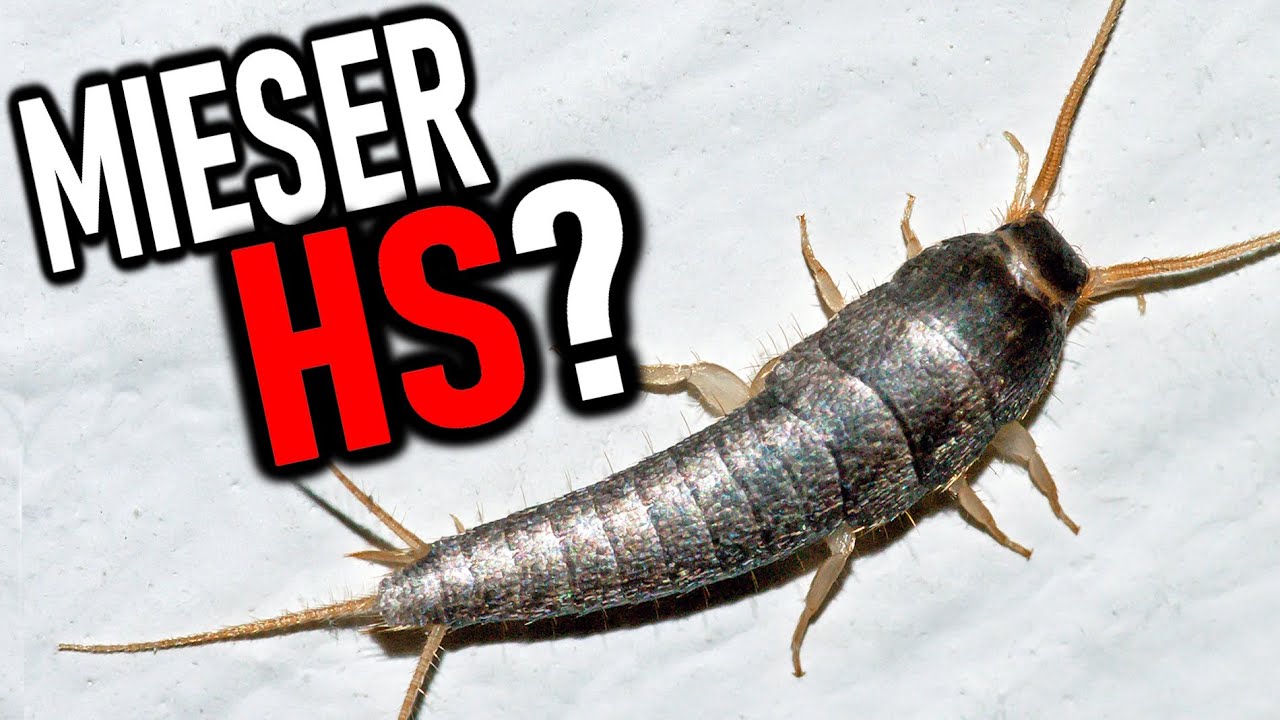 Silberfischchen die...  **rensöhne?