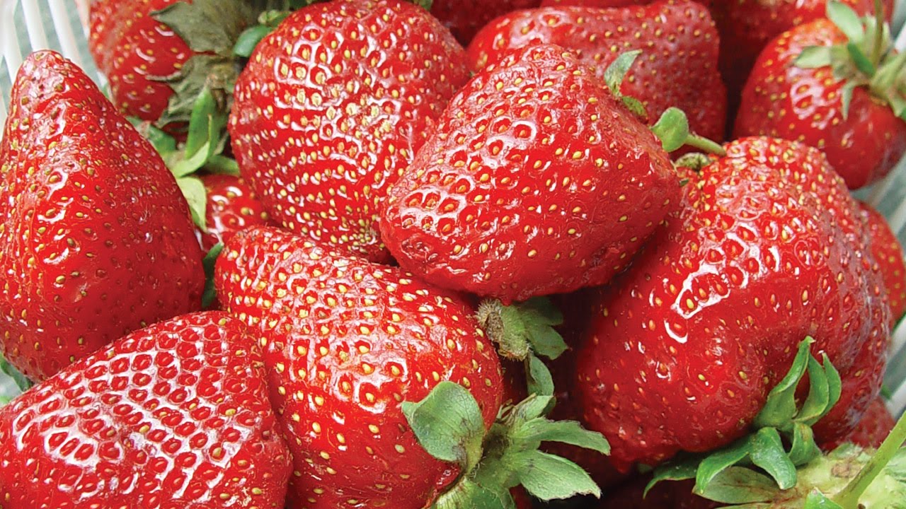 Growing Strawberries