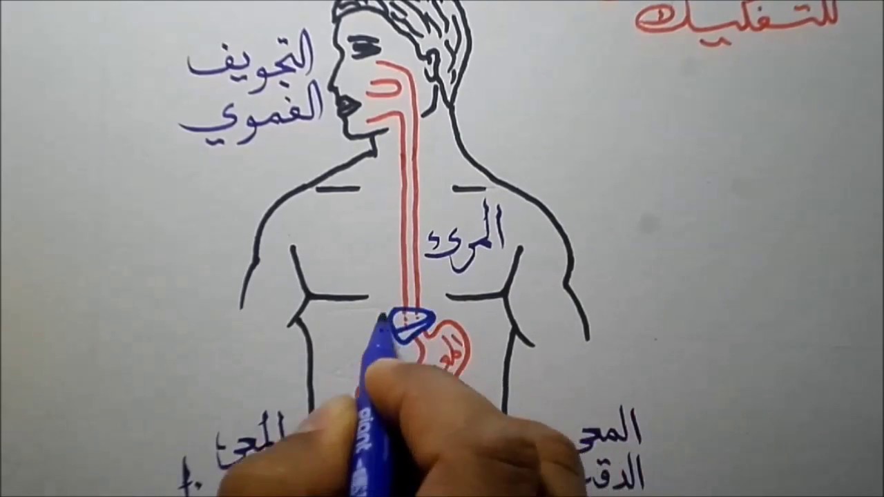 الهضم عند الإنسان