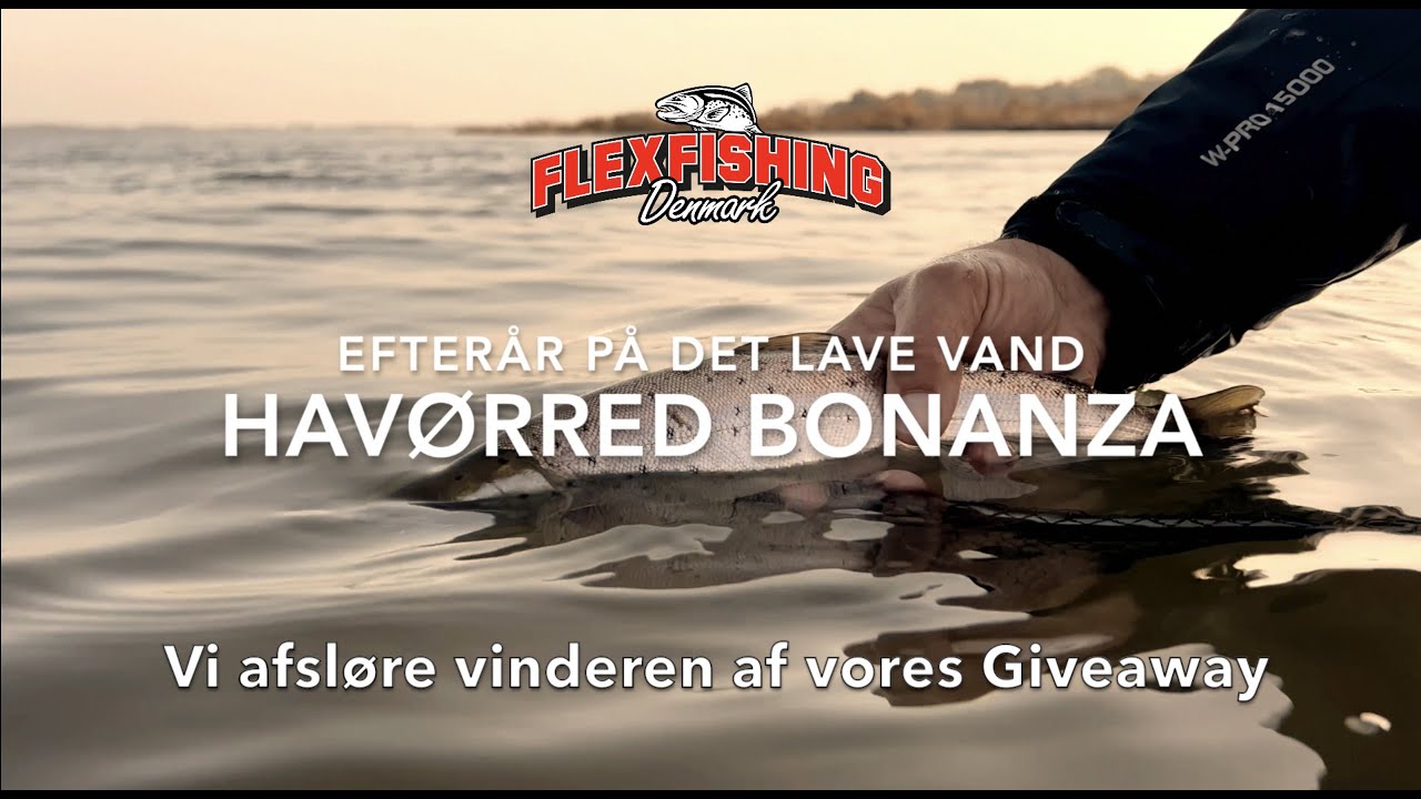 Havørred Bonanza efterår på det lave vand