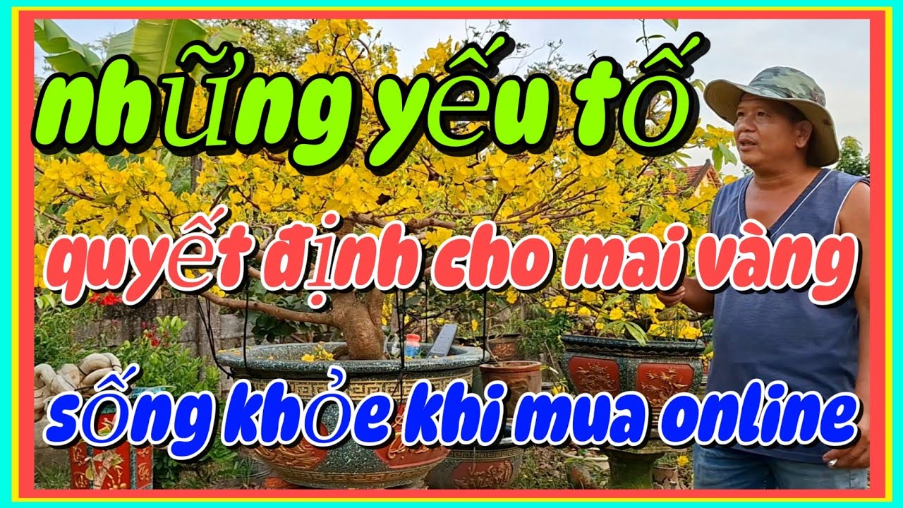 Các yếu tố quyết định cho mai vàng sống khỏe khi mua online