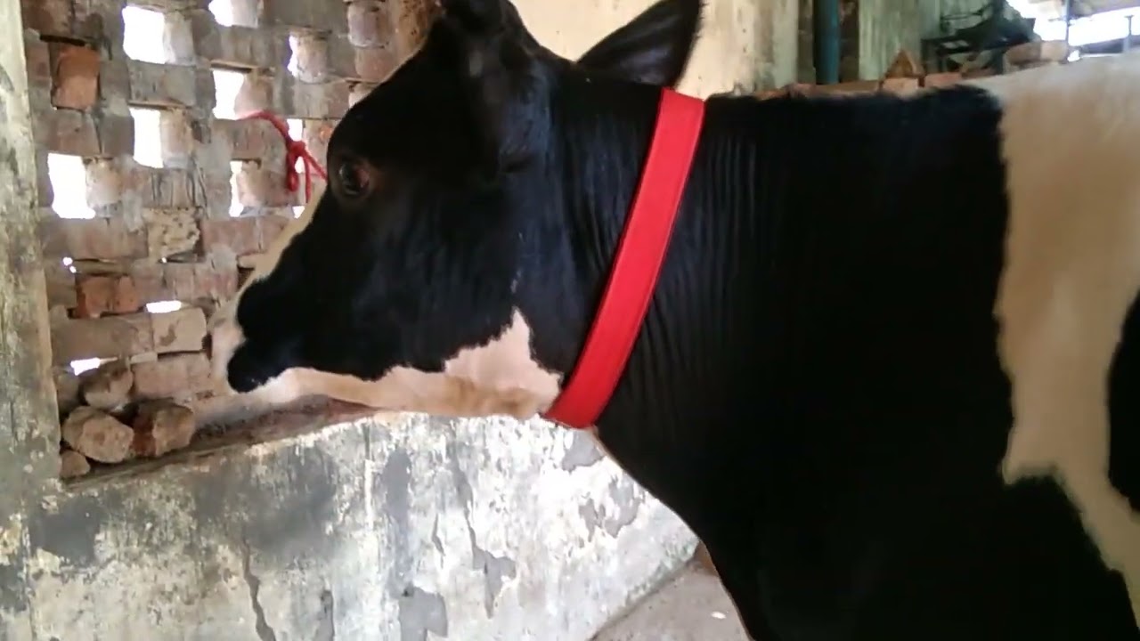 (ABS Bull Rocky) #hiffer for sale ll MANPREET DAIRY FARM con for book ll 7707868469 #wws #abs #cri