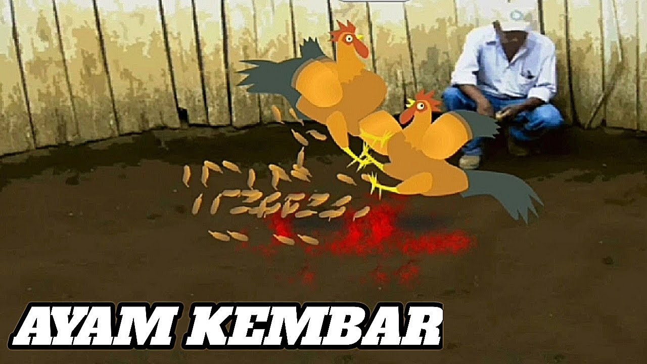 Turnamen sabung ayam pukul saraf ~ Bloody birds