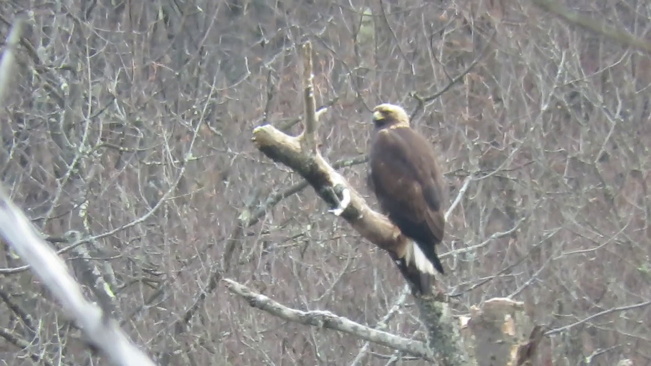 Golden Eagle and Bald Eagle Together   on same perch ---Town of Kortright  New York