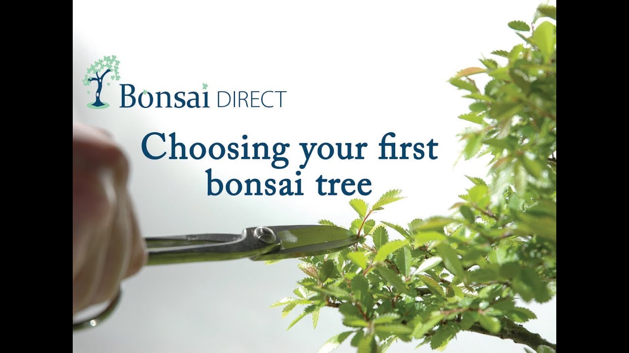 Bonsai Care with Lloyd Noall - Chapter 4 - Choosing your first bonsai