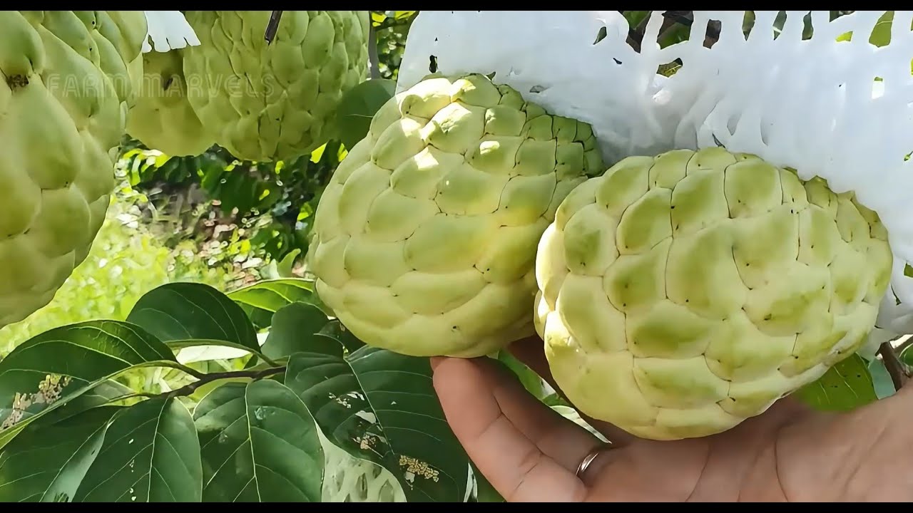 How to MILLIONS Tons of Custard Apple Harvested & Processed 🍈 | Agriculture Technology