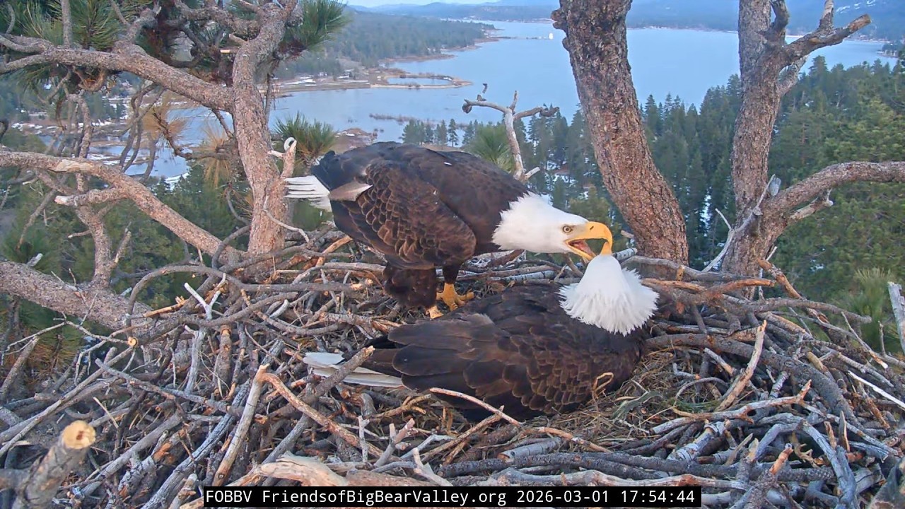 March 1st at Jackie and Shadow's nest 2026 @FOBBVCAM