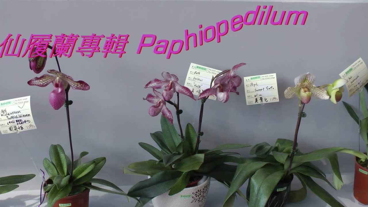 2013 臺灣國際蘭展(3) Taiwan Int'l Orchid Show.仙履蘭專輯 Paphiopedilum Full HD 1080p