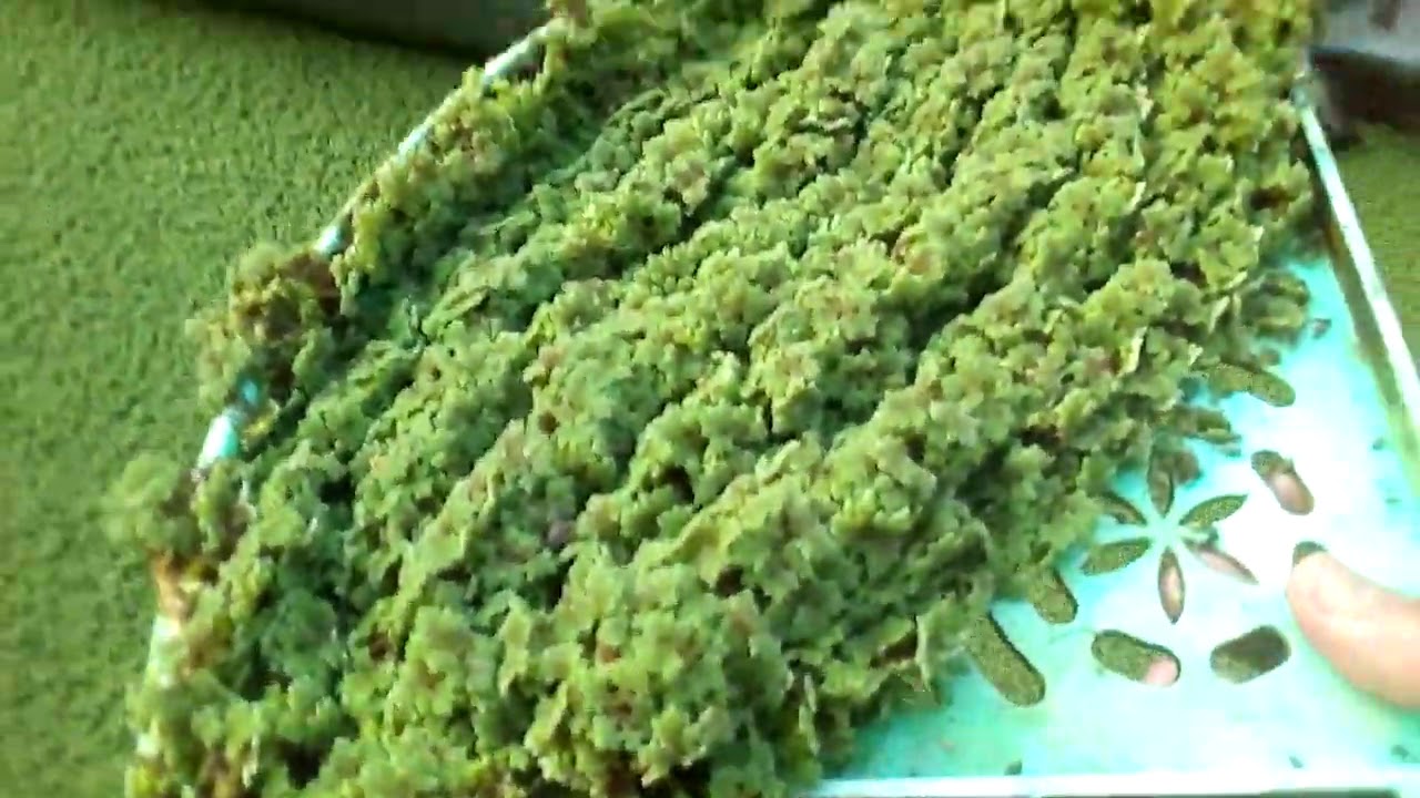 تسميد الأزولا بمحلول عضوي 100%الفديوابثاني لنفس التجربة ...