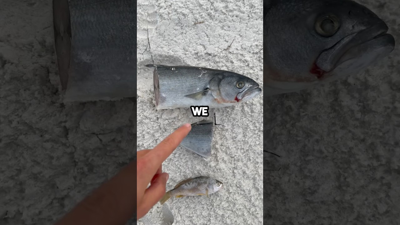 Ловля акулы с рыбьей головой! #видеорыбалки #saltwaterfix #fishinglure #рыба