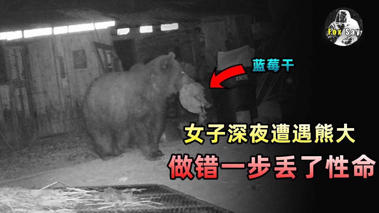 女子在外露營慘死，只因做錯這一步惹惱了灰熊！野外遇熊襲擊該如何逃生？【狐思乱想】