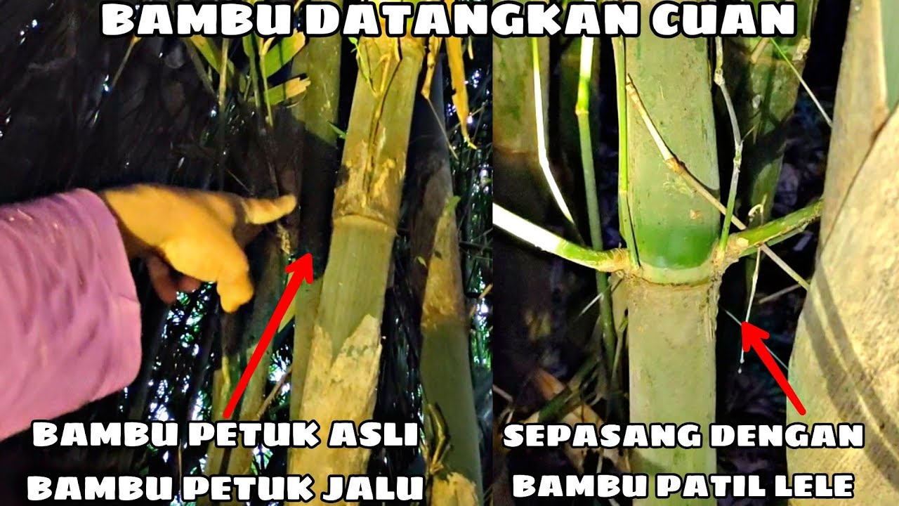 BAMBU UNIK PATIL LELE, BAMBU PETUK JALU, BAMBU SABDO JALU YG MEMPUNYAI KELEBIHAN ALAMI