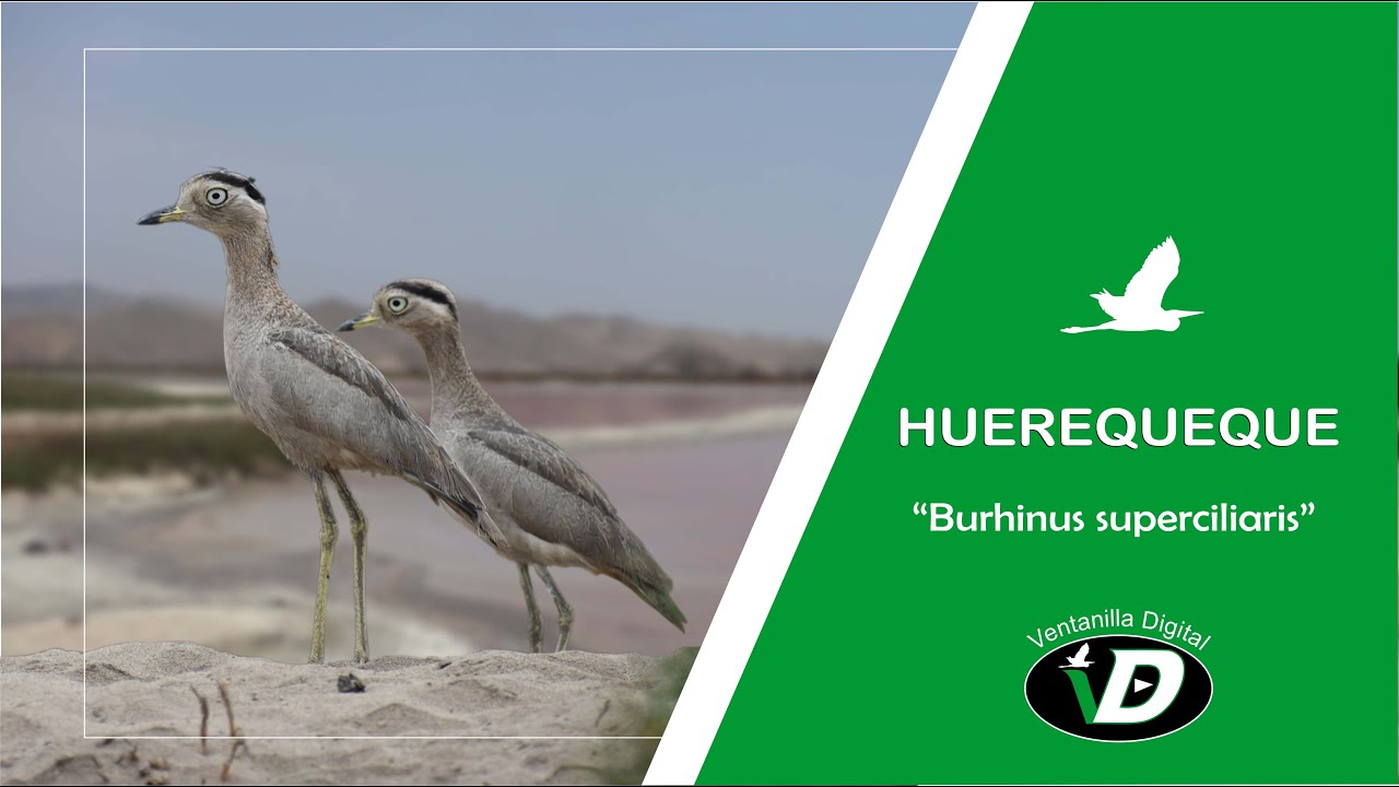 Fauna de Ventanilla - El Huerequeque