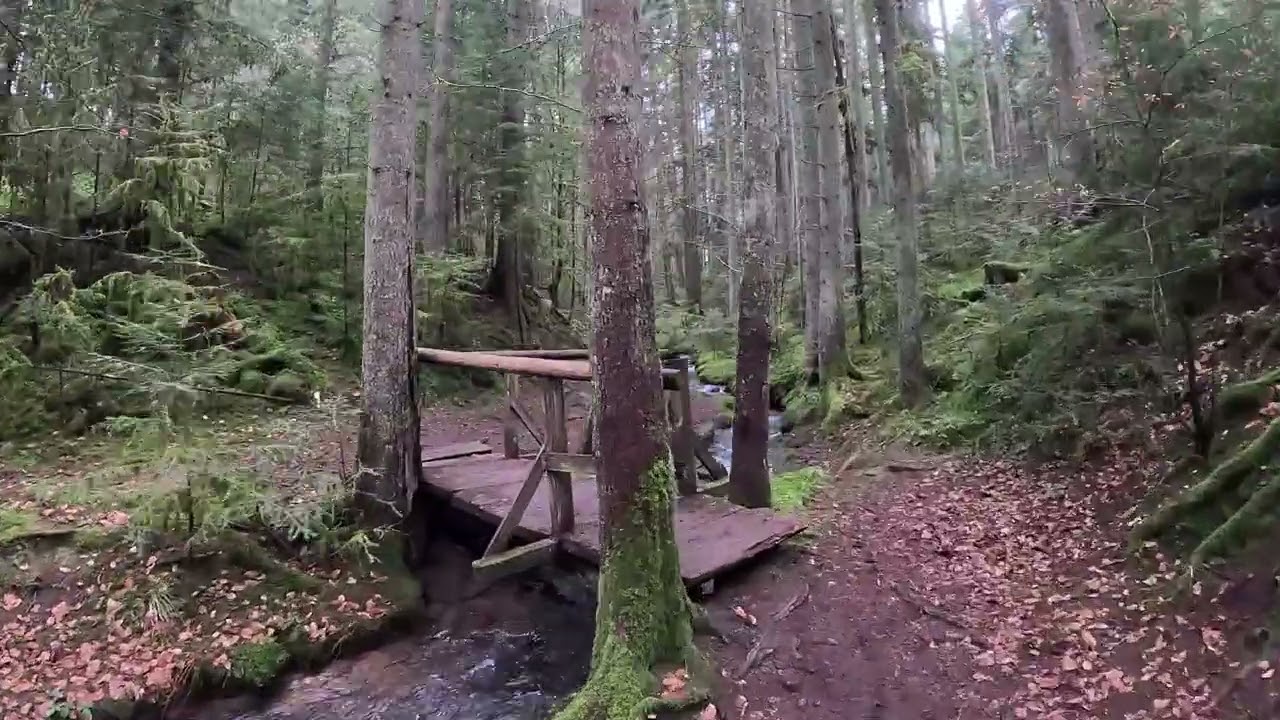 SCHWARZWALD / Rötelbachtal – Atemberaubender Spaziergang am Bach