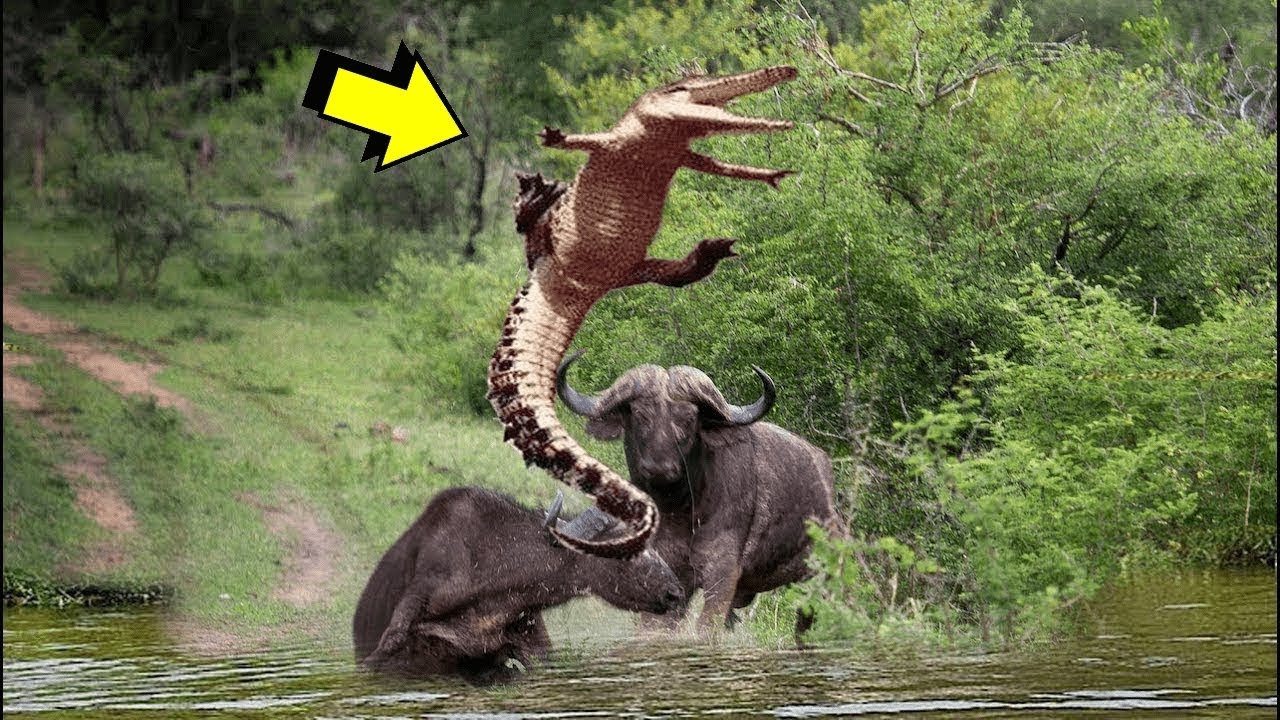 Die 15 epischsten Tierk&auml;mpfe