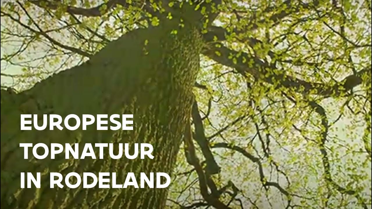 Europese topnatuur in Rodeland | Natuur en Bos