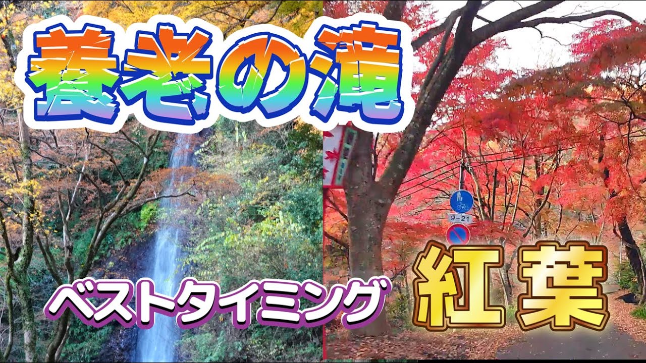 養老の滝　養老公園の紅葉　紅葉は最高の見頃でめちゃめちゃキレイでした！！　岐阜県　養老公園　紅葉