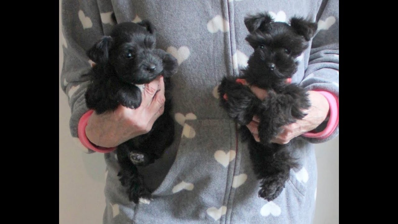 Micro Teacup & Toy Black Miniature Schnauzers