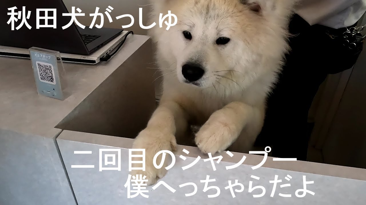 がっしゅ二回目のしゃんぷ-おまけつき