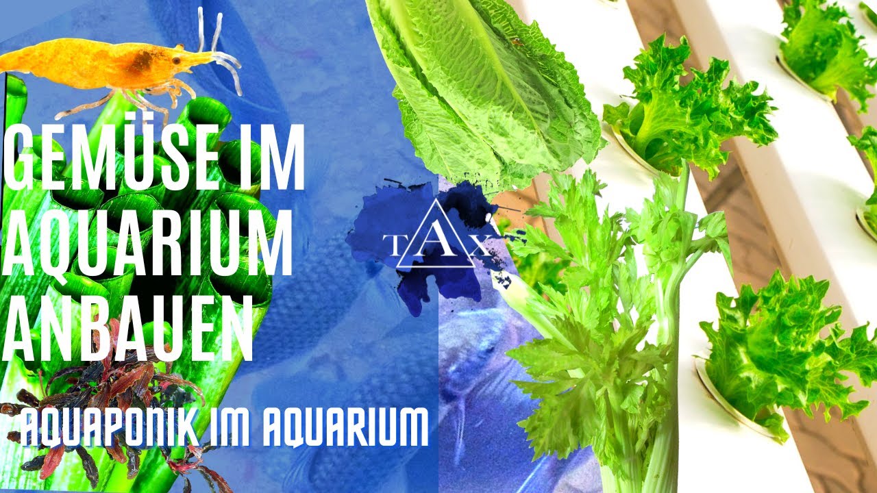 Gemüse im AQUARIUM anbauen I AQUAPONIK I TAX