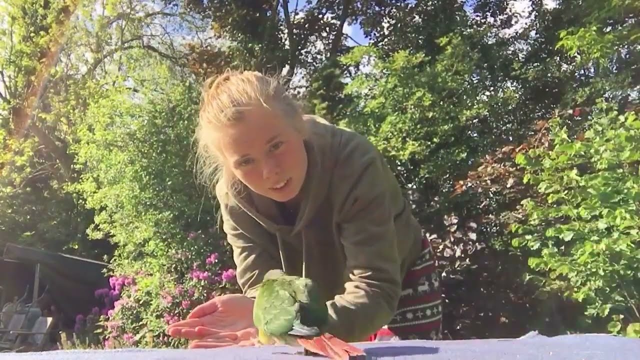 Bringing home Delphi the Green Cheek Conure - First Month