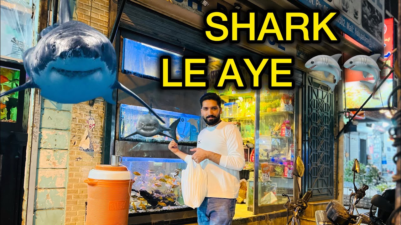 Shark le aye finally after long time
