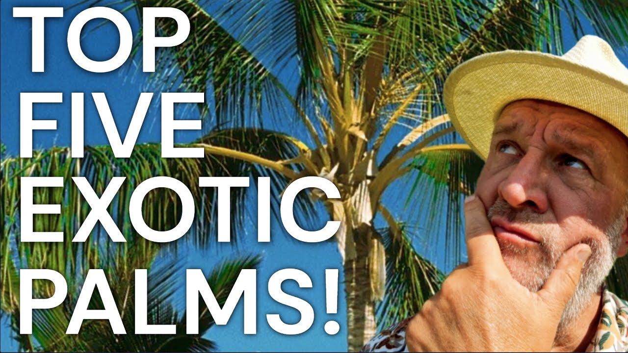 Are these the top five, best exotic tropical palm trees for gardens and landscaping?