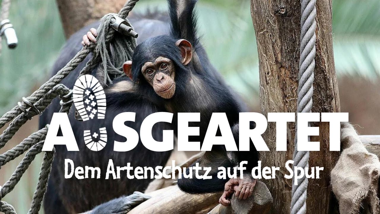 AUSGEARTET - Folge 19: Mit Daniel Geissler auf den Spuren der Schimpansen