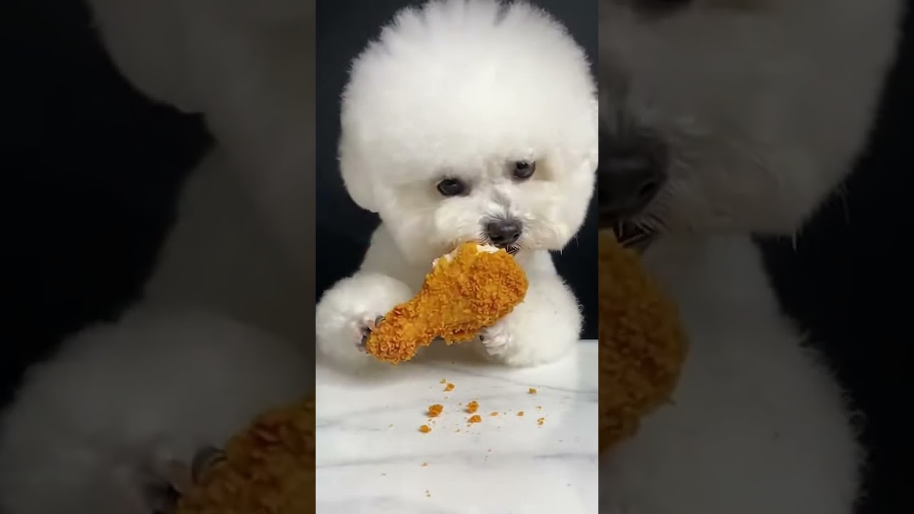 Bichons Fried Chicken mukbang Enjoy crispy bites and juicy flavors 