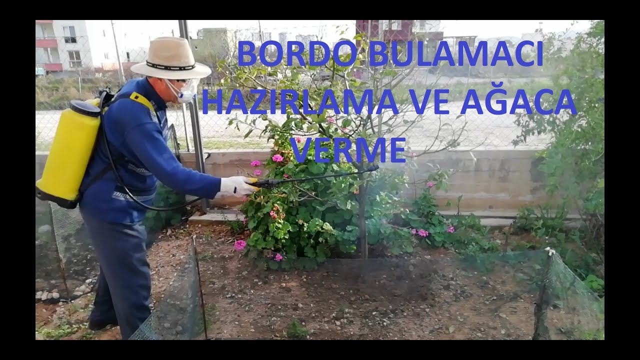 Bordo Bulamacı Nasıl Hazırlanır, Ağaca Nasıl Verilir?