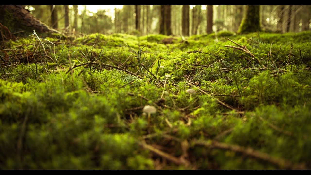 Babbling Brook