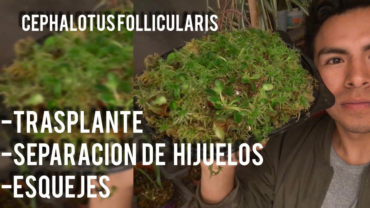 CEPHALOTUS FOLLICULARIS / la forma mas rapida de reproducir
