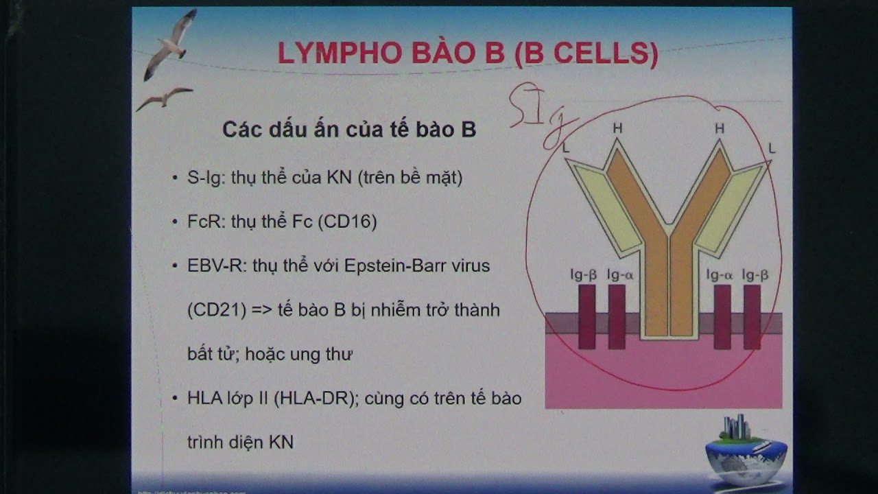 SINH LÝ BỆNH MD 2 - CÔ PHƯỢNG