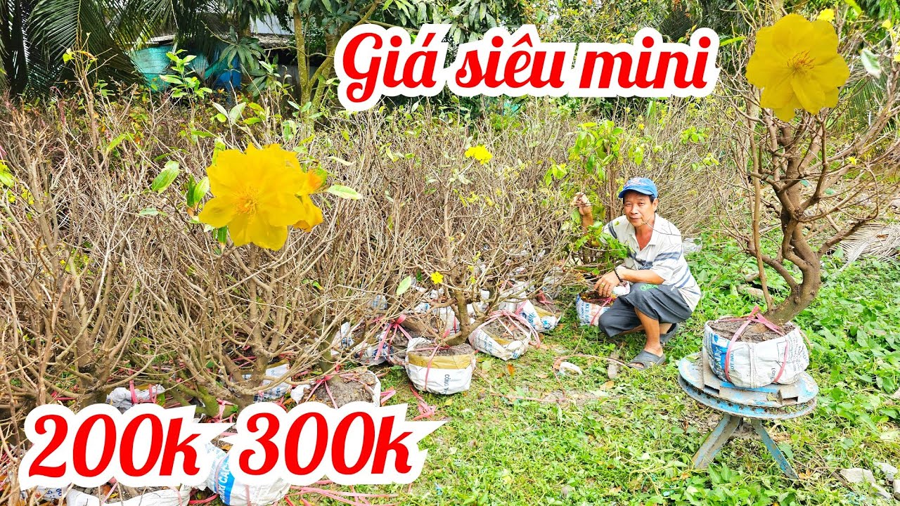 A Tha 📲 O9I625IIO8 khai trương giá chỉ 250k 300k mai giảo Thủ Đức 26/2 Bến Tre (#Maivàng Quê Dừa)