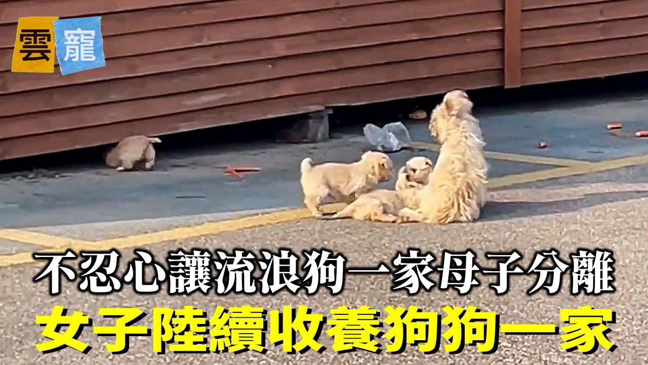 第一天抱回一隻小狗，第二天帶回剩餘的小狗，第四天接回狗媽媽，一家團圓！
