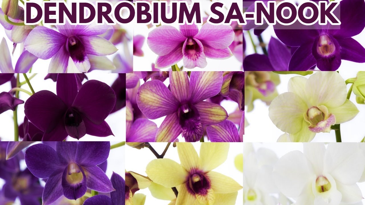 dendrobium sanook cuidados chuyito jardinero