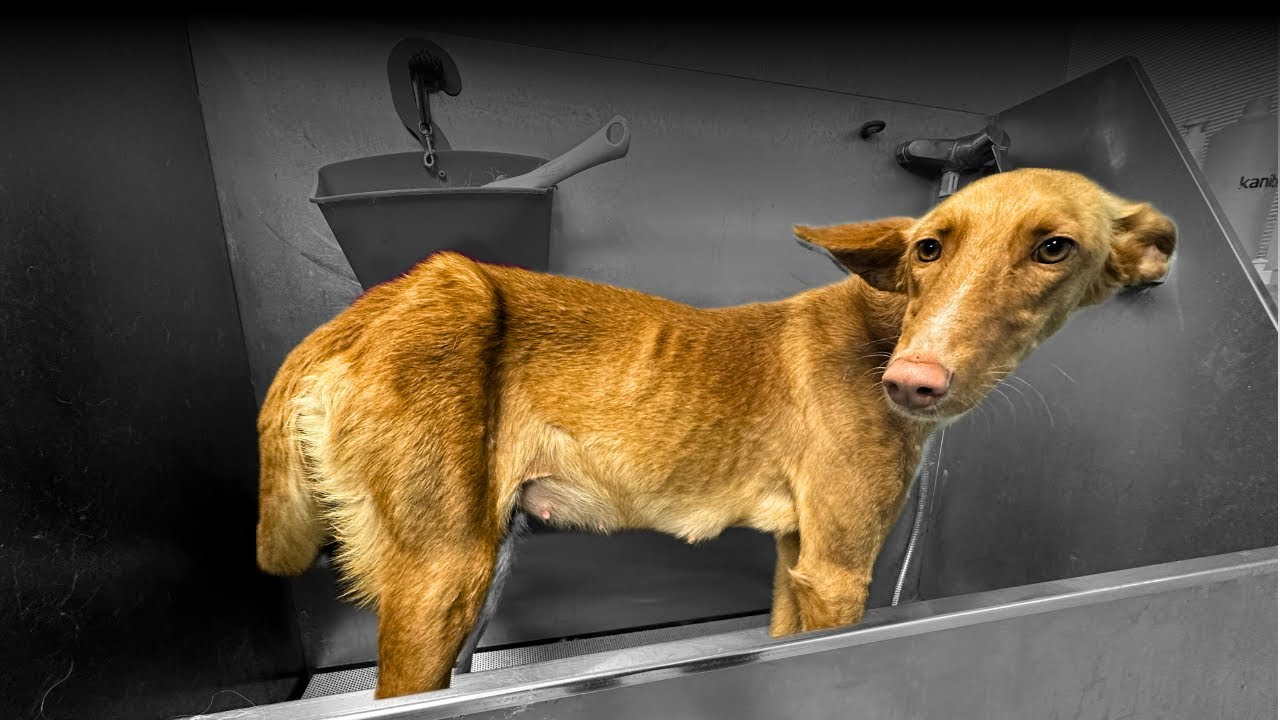 PODENCO, LA RAZA MÁS ABANDONADA EN ESPAÑA❤️‍🩹