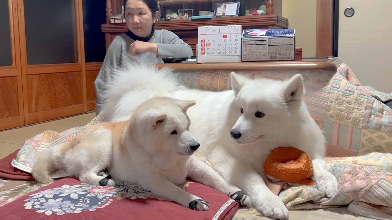 大好きなママに構って欲しくて赤ちゃん返りする寂しがり屋なサモエドと柴犬